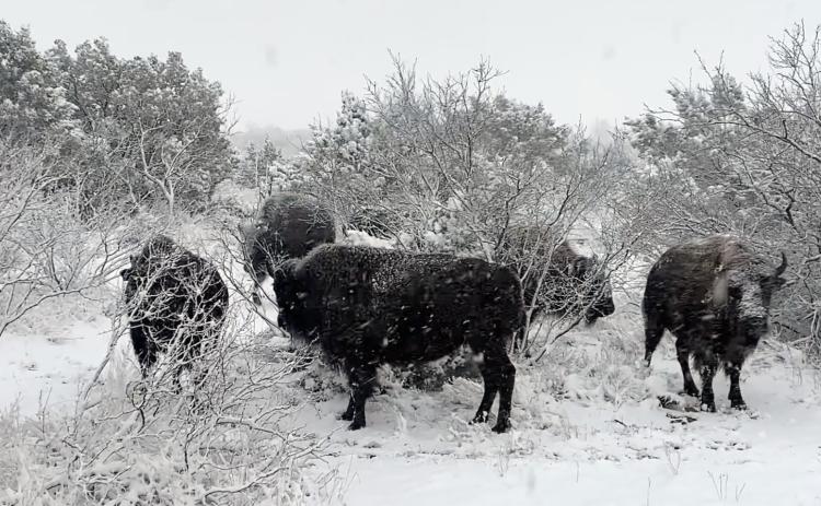 Winter weather gone as swiftly as it arrived at Caprock Canyons