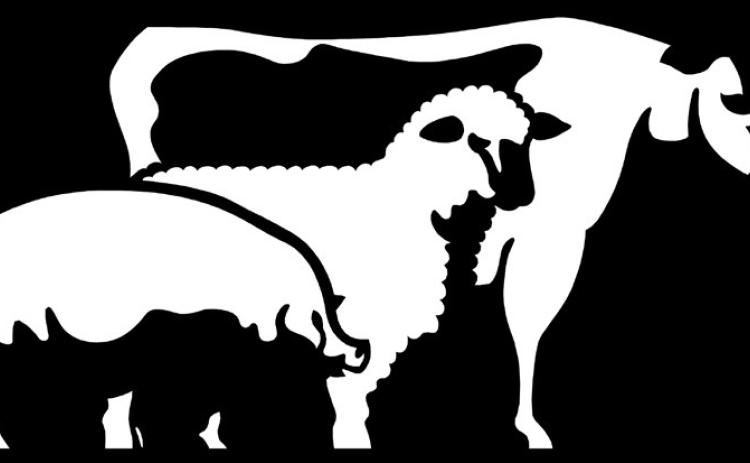 Motley County Livestock