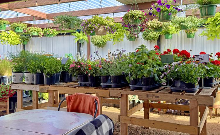 The biergarten awning at Chelle’s Garden in Matador provides a family-friendly “cool and green and shady” spot to gather with friends, enjoy music, and order food and beverage. | COURTESY PHOTOS