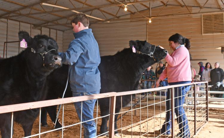HEIFERS JACELYN