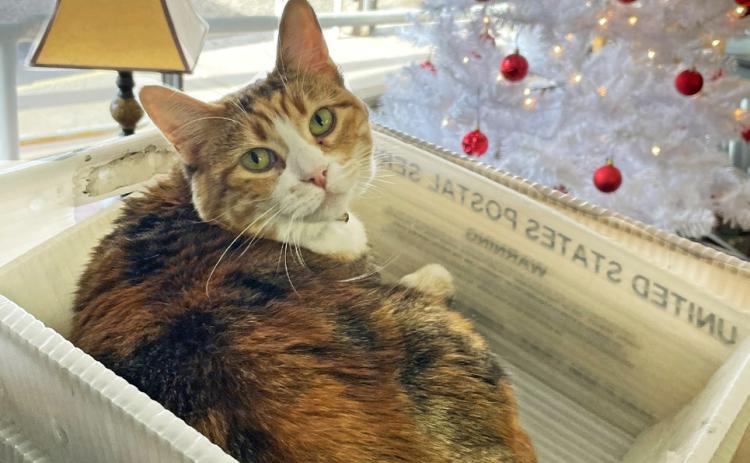 SANTA CLAWS Newspaper cat Governor (the orange tabby) reminds subscribers to send in their changes of address promptly after moving, rather than allowing USPS forwarding to lapse. Not only does the Postal Service charge almost a dollar for a returned newspaper—you’re missing out on every issue that gets sent back to us! | CAPROCK COURIER