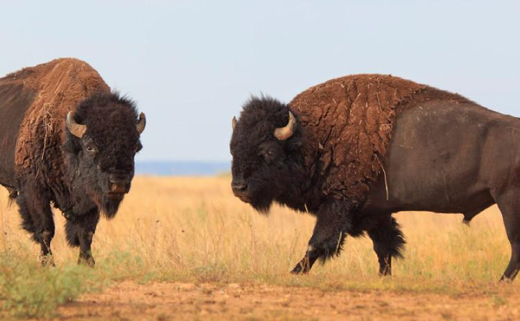 SPRING BREAK Ranger programs will be offered the entire week of Spring Break at Caprock Canyons State Park in Quitaque. | TPWD PHOTO