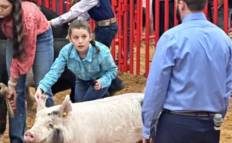 MOTLEY IN FORT WORTH Marli Osborn represented Motley County at the market barrow show at the Fort Worth Stock Show last week. | COURTESY PHOTO