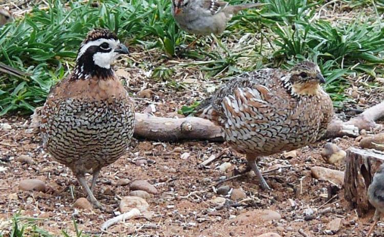 QUAIL SEASON ENDS Matador Wildlife Management Area (Texas Parks and Wildlife) wrapped up its quail season last week, with numbers better than in several years. The area had 421 hunter check-ins, with hunters spending 792 days in the field and harvesting 835 quail. Even at the end of the season many hunters were bumping several coveys a day, with some coveys having 15+ birds.The organization said that they should have good carryover into the breeding season. | COURTESY PHOTO
