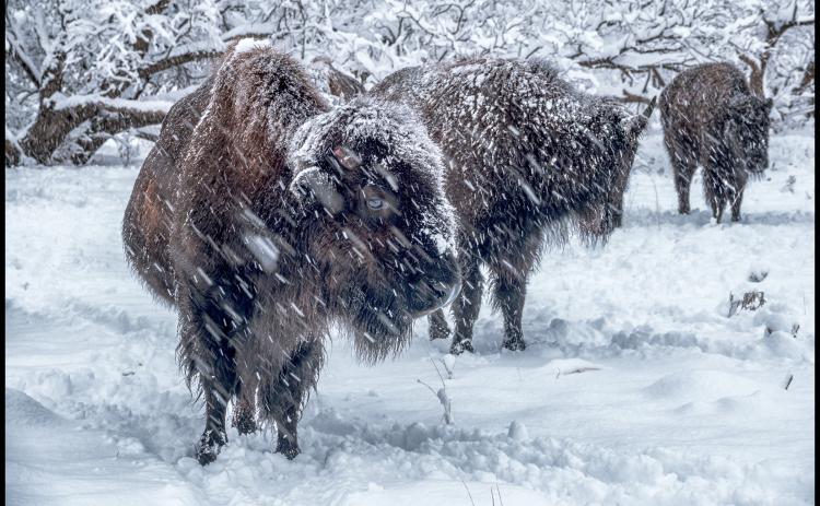 BISON IN THE BLIZZARD When Caprock Canyons State Park experienced more than half a foot of the white stuff last Tuesday, photographers Rick and CJ Boales were already stationed in the right spot to capture once-in-a-lifetime images. | RICK BOALES PHOTO