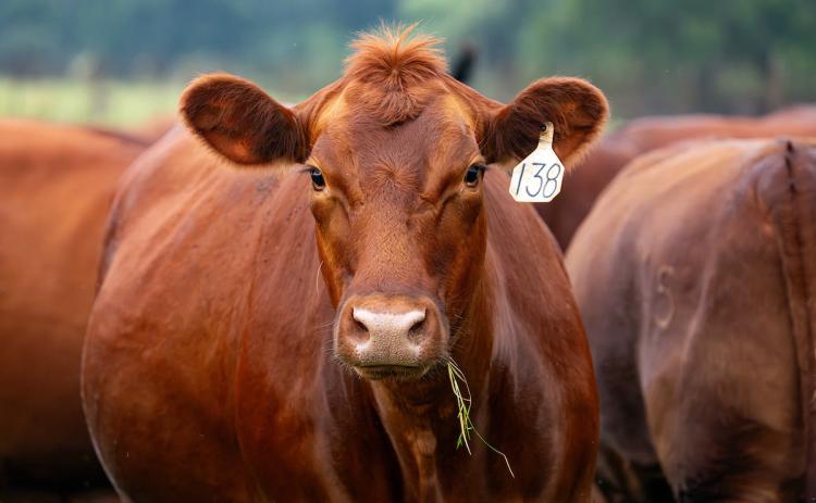 COMBATING SCREWWORM A Field Guide for Beef Cattle Producers is now available through Texas A&amp;M AgriLife Extension Service to walk operations through the detection, reporting, collection, submission, treatment and prevention process. HANNAH HARRISON,TEXAS A&amp;M AGRILIFE PHOTO