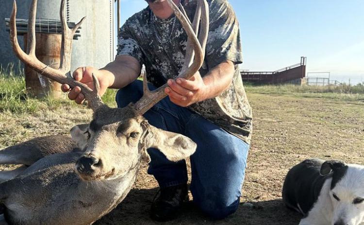 Allen, William, Mule Deer