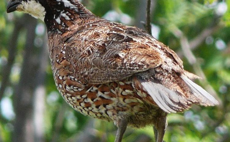 Matador Wildlife Refuge forecasts good quail season