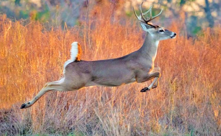 ’TIS THE SEASON In the North zone, youth deer weekend for hunting white-tail only will be open Oct. 30 and 31. General rifle season for white-tails starts Nov. 6 and runs through January 2 in Motley and Dickens Counties. Another youth only season will be Jan. 3 through Jan. 16, 2022. Archery season comes to a close Nov. 5, and mule deer season runs from Nov. 20 to Dec. 5. | COURTESY PHOTO