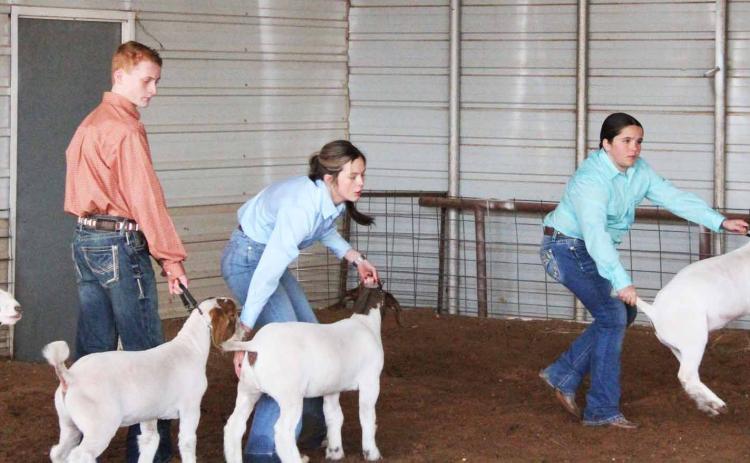 SPOTLIGHT ON MOTLEY COUNTY JUNIOR LIVESTOCK SHOW