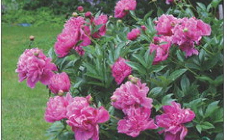 FORPERFECTPEONIES set roots with buds into a shallow bed not more than 1 inch depth. Roots placed too deeply may produce shoots the next season but will fail to bloom. These need to be replanted. After moving a peony expect it to take several years to bloom. | iSTOCK PHOTO