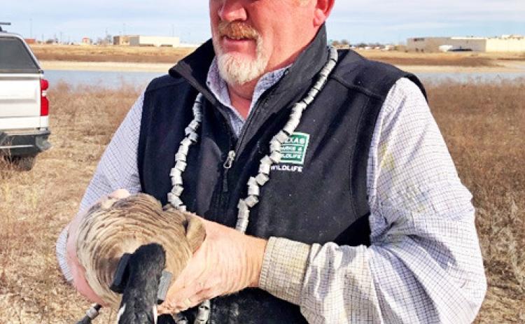 PLAYA DAY Kevin Kraai, Waterfowl Program leader with the Texas Parks and Wildlife Department, will give information on current waterfowl numbers in the Panhandle-South Plains, based on aerial surveys conducted this past winter. | COURTESY PHOTO