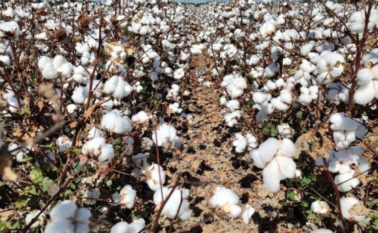 EARLY COTTON INDICATORS This year's cotton crop is causing cautious optimism after two challenging years. | TEXAS AGRILIFE PHOTO