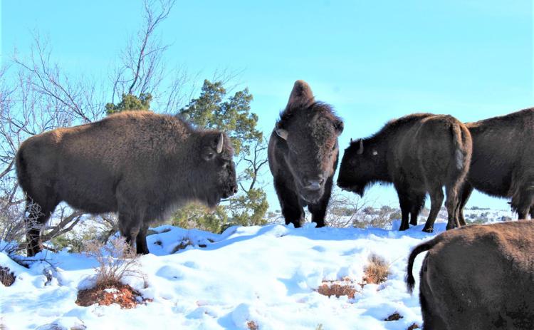 SNOW ON THE RANGE The historic bison herd at Caprock Canyons State Park grazed among the drifts in last week’s snowstorm. | CCSP PHOTO