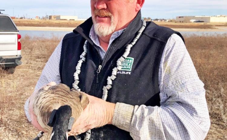 Swisher Co. Playa Field Day April 13 to focus on birds